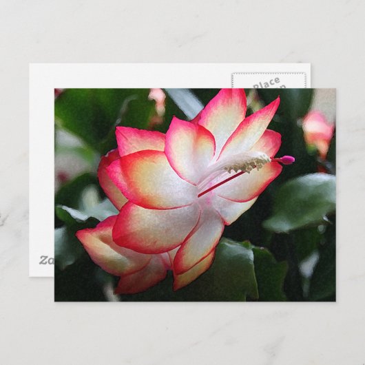 Kerstcactus 'Samba Brazilië' Feestdagenkaart (Voorkant / Achterkant)