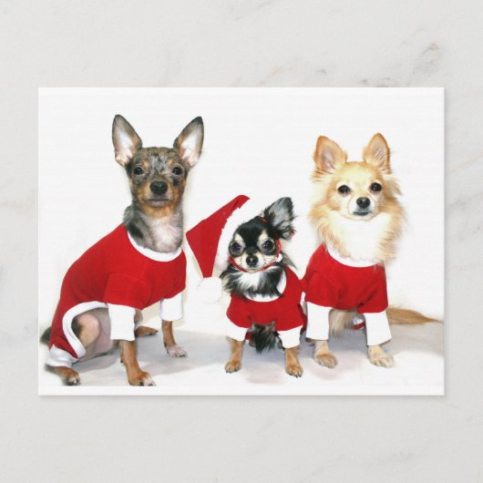 Kerstchihuahuas Feestdagenkaart (Voorkant)