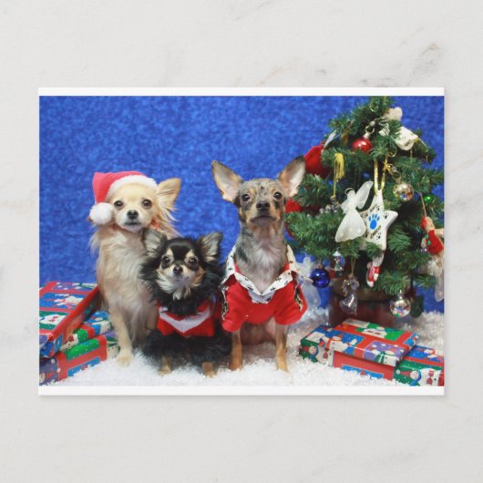 Kerstchihuahuas Feestdagenkaart (Voorkant)