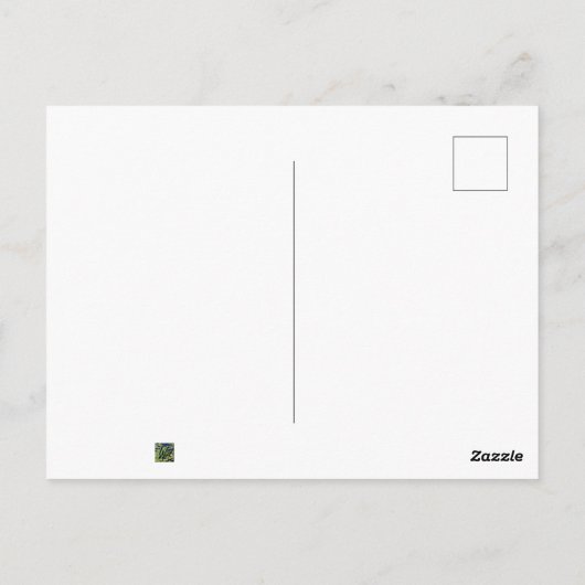 Kerstcichorei Briefkaart (Achterkant)