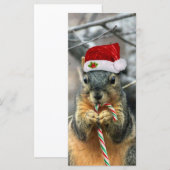 kersteekhoorn (Voorkant / Achterkant)