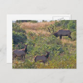 kersteekhoorn met snoepriet feestdagenkaart (Voorkant / Achterkant)