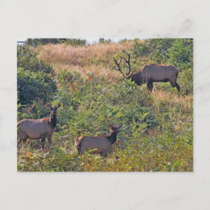 kersteekhoorn met snoepriet feestdagenkaart