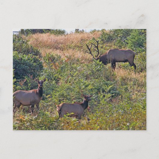 kersteekhoorn met snoepriet feestdagenkaart (Voorkant)