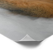 kersteekhoorn poster (Hoek)