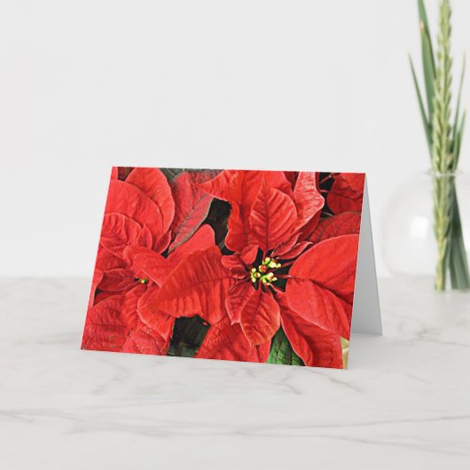 Kerstfeestkaart van Red Poinsettias Feestdagen Kaart (Voorkant)
