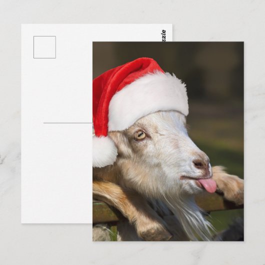 kerstgeit briefkaart (Voorkant / Achterkant)
