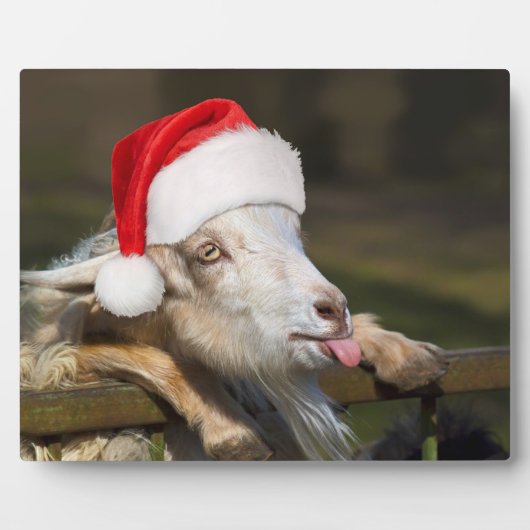 Kerstgeit Fotoplaat (Voorkant)