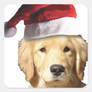KerstGouden Retriever Vierkante Sticker