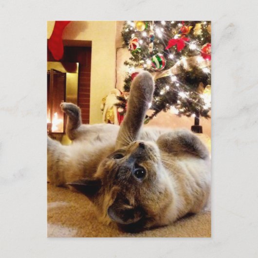 Kerstgroet door Bubbles de kat Briefkaart (Voorkant)