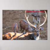 Kerstgroeten Deerest Poster (Voorkant)