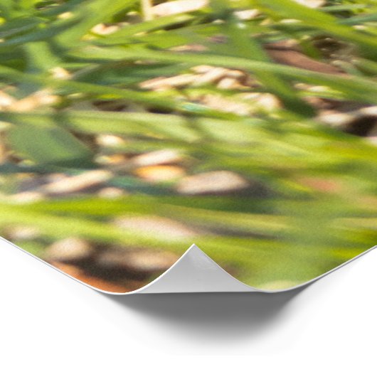 Kerstgroeten LMy Little Beaver Poster (Hoek)