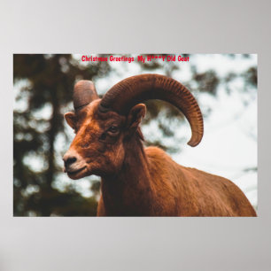 Kerstgroeten Mijn honinggeit Poster