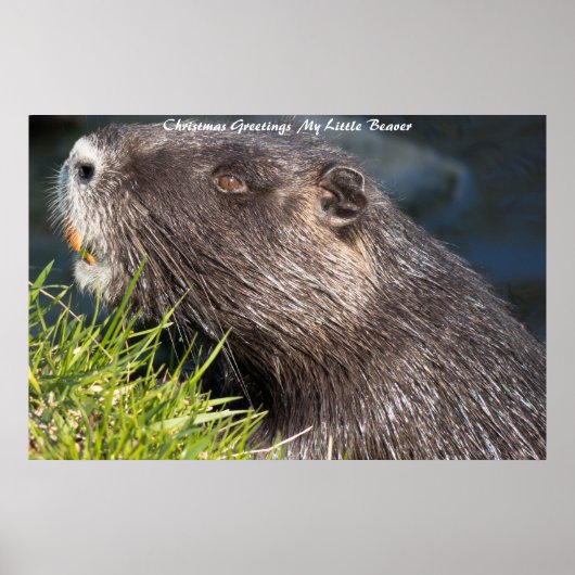 Kerstgroeten Mijn Kleine Bever Poster (Voorkant)