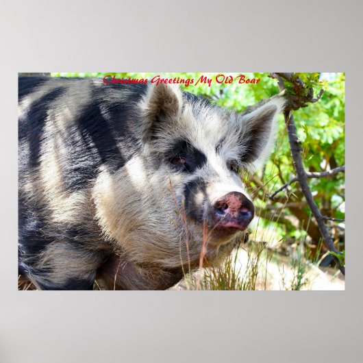 Kerstgroeten Mijn oude Boar Poster (Voorkant)