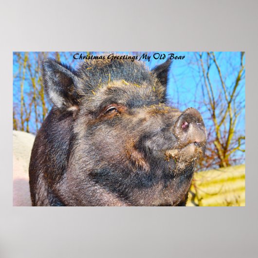Kerstgroeten Mijn oude Boar Poster (Voorkant)