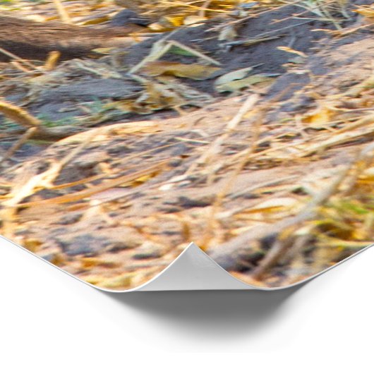 Kerstgroeten Mijn oude Boar Poster (Hoek)