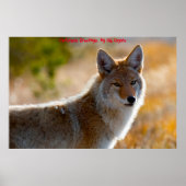 Kerstgroeten van mijn oude Coyote Poster (Voorkant)