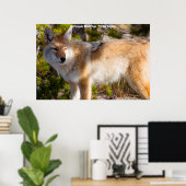 Kerstgroeten van mijn oude Coyote Poster (Thuiskantoor)