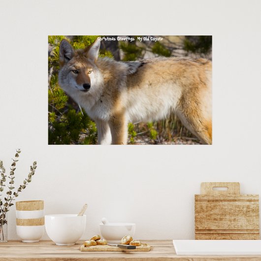 Kerstgroeten van mijn oude Coyote Poster (Keuken)