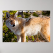 Kerstgroeten van mijn oude Coyote Poster (Voorkant)