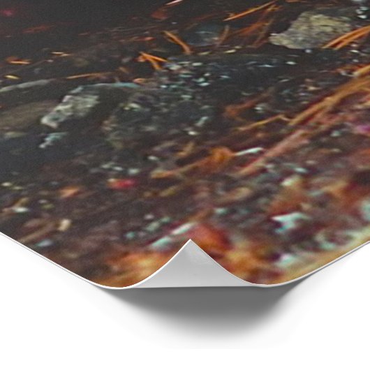 Kerstgroeten van mijn oude Coyote Poster (Hoek)