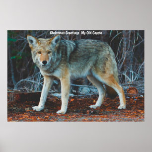 Kerstgroeten van mijn oude Coyote Poster