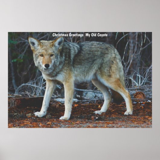 Kerstgroeten van mijn oude Coyote Poster (Voorkant)