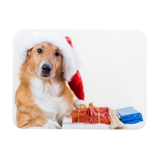 Kersthond met mierkleurige cadeaus magneet (Horizontaal)