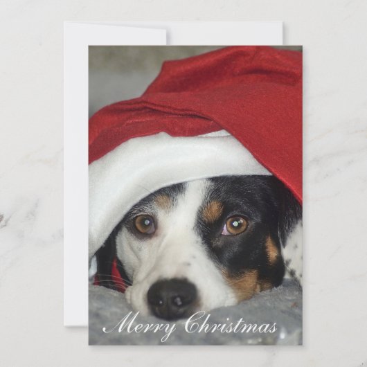 Kerstkaart foto van hond. kaart (Voorkant)