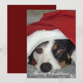 Kerstkaart foto van hond. kaart (Voorkant / Achterkant)