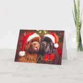 Kerstkaart met Newfoundland honden wang tegen wang Feestdagen Kaart (Voorkant)