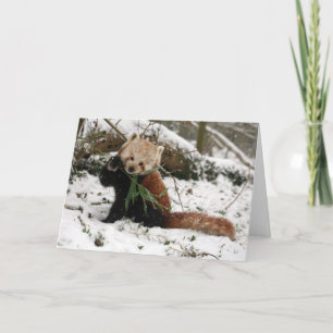 Kerstkaart - Rode Panda 5 Feestdagen Kaart