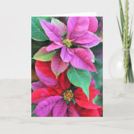 Kerstkaart Roze en Rode Poinsettias Feestdagen Kaart