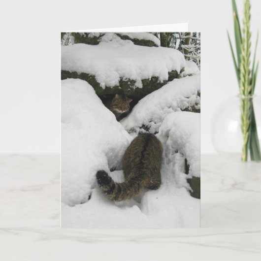 Kerstkaart - Schotse wilde kat 7 Feestdagen Kaart (Voorkant)