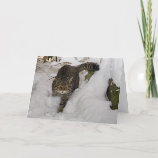 Kerstkaart - Schotse wilde staking 4 Feestdagen Kaart (Voorkant)