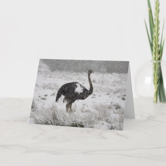 kerstkaart - struisvogels feestdagen kaart (Voorkant)