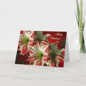 Kerstkaart van Amaryllis Feestdagen Kaart (Voorkant)
