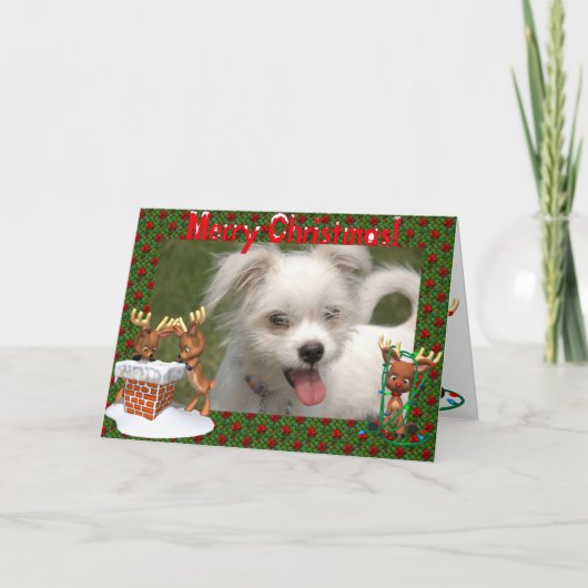 Kerstkaart voor rendierfoto's feestdagen kaart (Voorkant)