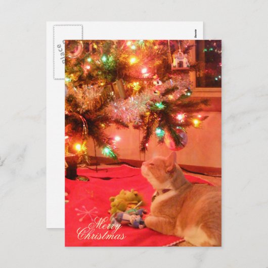 kerstkat-Briefkaart Feestdagenkaart (Voorkant / Achterkant)