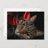 kerstKat Feestdagenkaart (Voorkant / Achterkant)