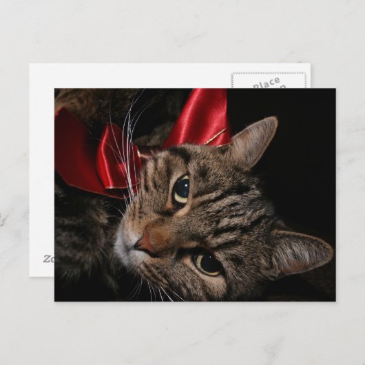 kerstKat Feestdagenkaart (Voorkant / Achterkant)