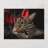 kerstKat Feestdagenkaart (Voorkant)