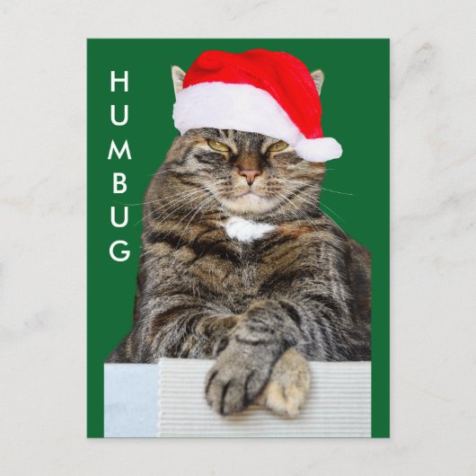 Kerstkat Humbug Foto Briefkaart (Voorkant)