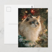 Kerstkat van het ras Lapjeskat Briefkaart (Voorkant / Achterkant)