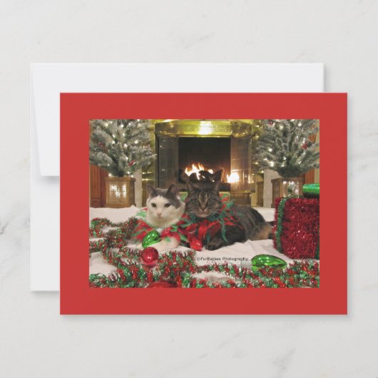 kerstkatten feestdagenkaart (Voorkant)