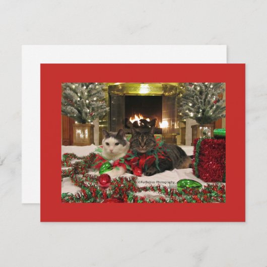 kerstkatten feestdagenkaart (Voorkant / Achterkant)