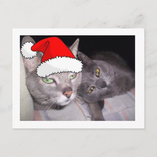 Kerstkatten Feestdagenkaart (Voorkant)