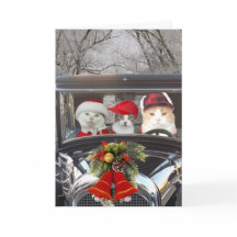 Kerstkatten in de auto
