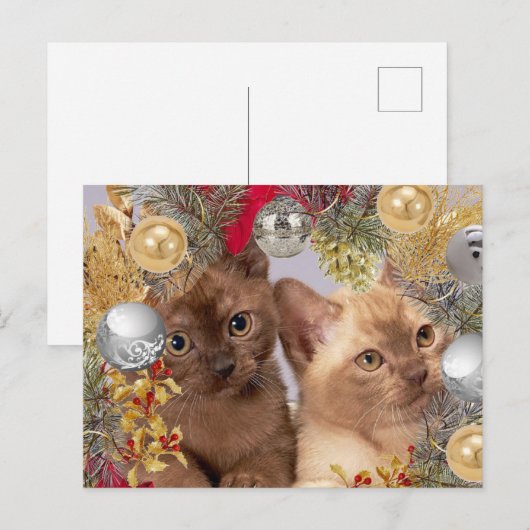 Kerstkittens Holiday Cats Briefkaart (Voorkant / Achterkant)